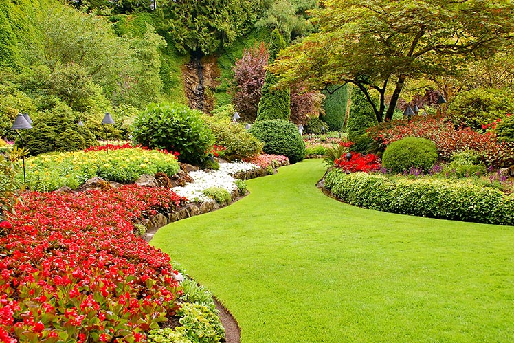 Dream Garden