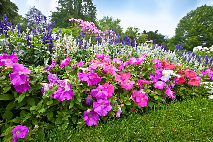 Petunia Road